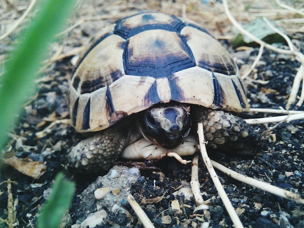 Fotografia dettagliata di una tartaruga