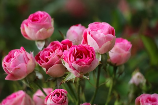 Fotografia di belle rose rosa