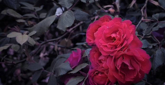 Fotografia di bellezza con bouquet di rose rosse naturali