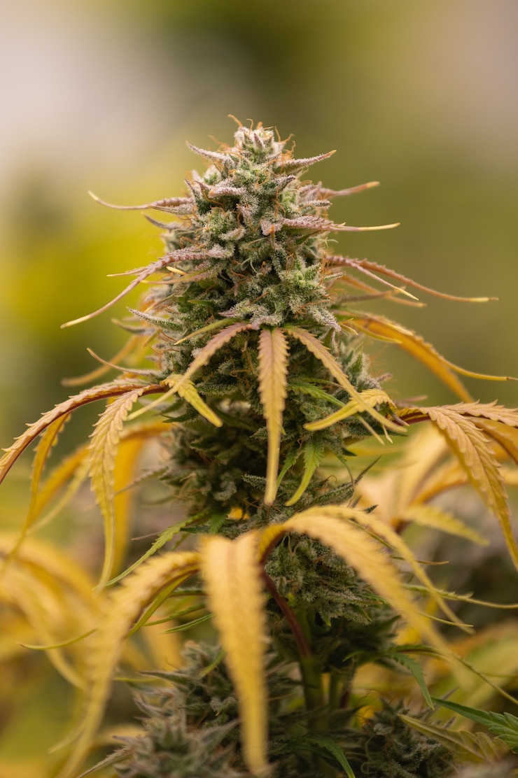 Foto fotografia di cannabis, indica o sativa, per uso medico e salutare, utile per l'emicrania e la depressione