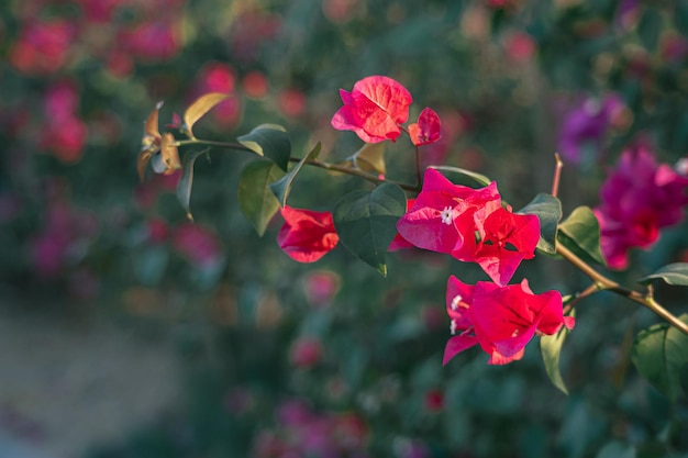 Fotografia di fiori 2