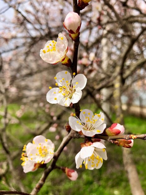 Fotografia di fiori di ciliegio