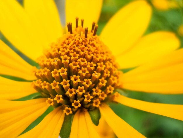 Fotografia di fiori di Heliopsis