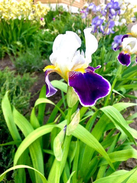 Fotografia di fiori di iris