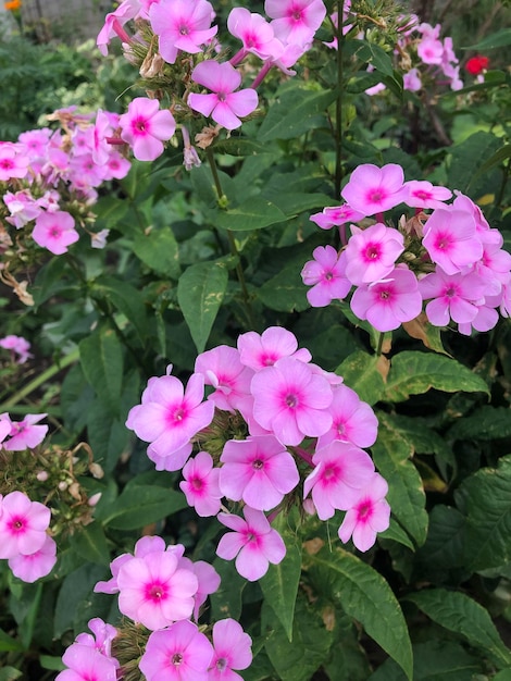 Fotografia di fiori di Phlox