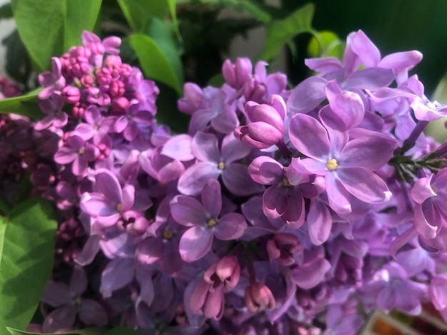 Fotografia di fiori lilla