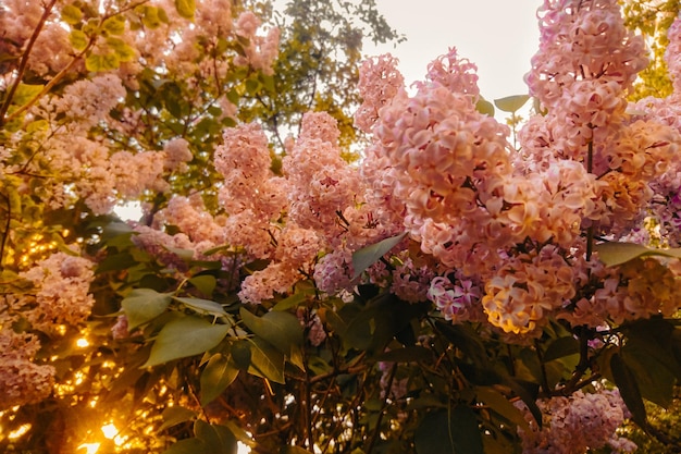 Fotografia di fiori rosa Foto