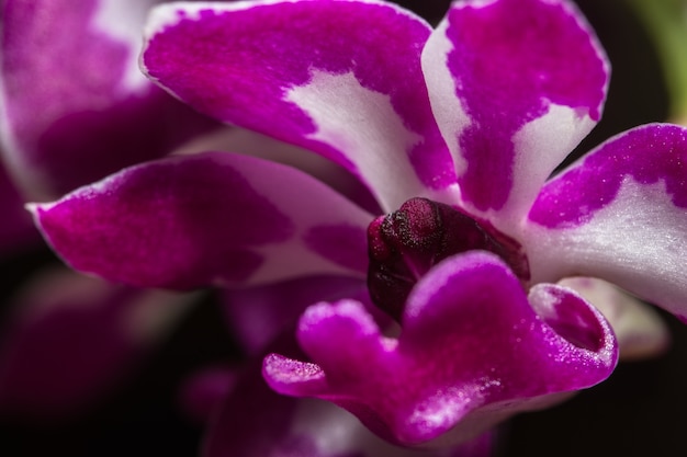 Fotografia di fiori vicino