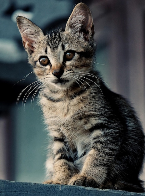 Fotografia di gattino marrone carino