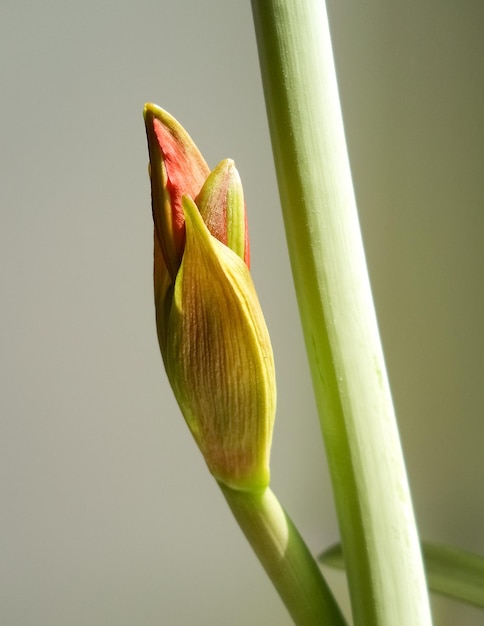 Fotografia di gemme di hippeastrum