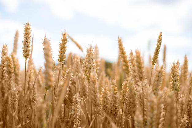 Fotografia di grano. Campo di grano.