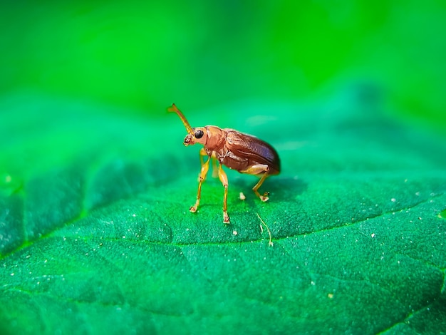 fotografia di insetti