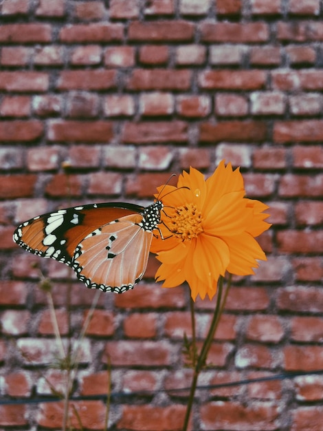 Fotografia di mattoni