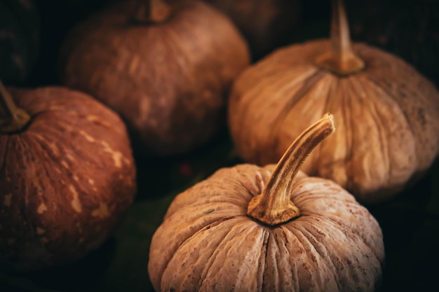 Fotografia di messa a fuoco selettiva di zucche Sfondo autunnale con zucca Sfondo del giorno del Ringraziamento