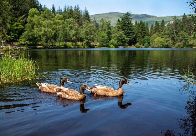 Fotografia di paesaggio di anatre, lago, foresta