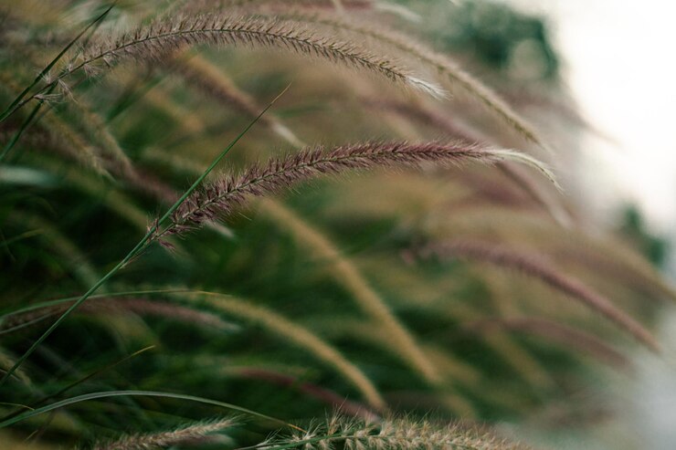 Fotografia di piante