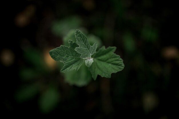 fotografia di primo piano di una pianta verde