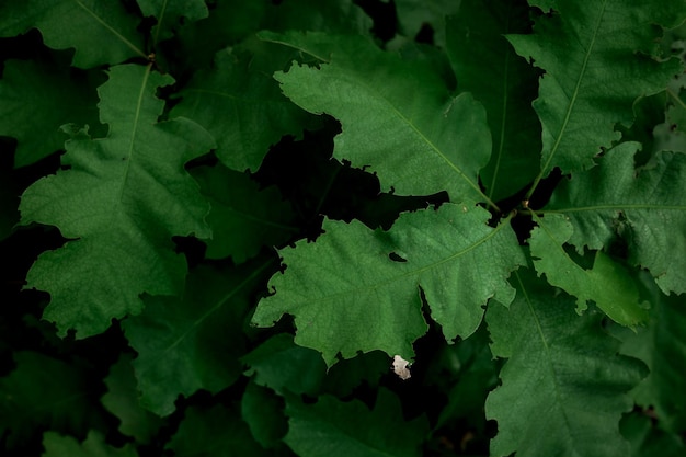 fotografia di primo piano di una pianta verde