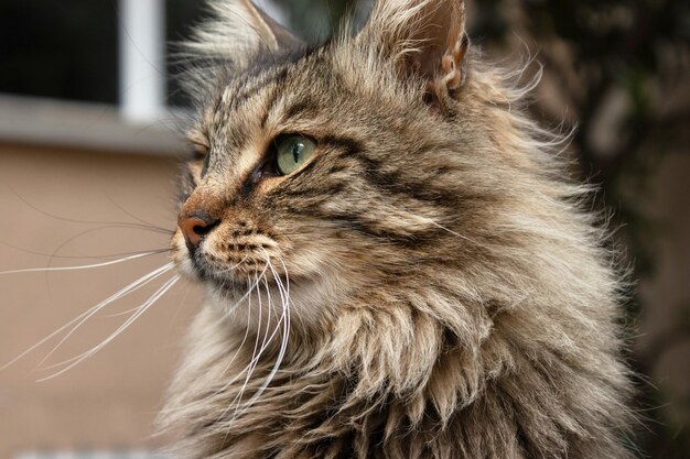 Fotografia di ritratti di gatti e animali sfondo urbano