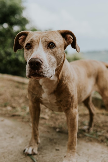 Fotografia di ritratto canino al aire libre