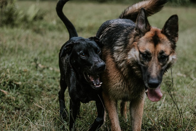 Fotografia di ritratto canino al aire libre