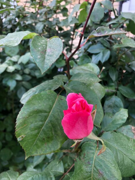 Fotografia di rosa rosa