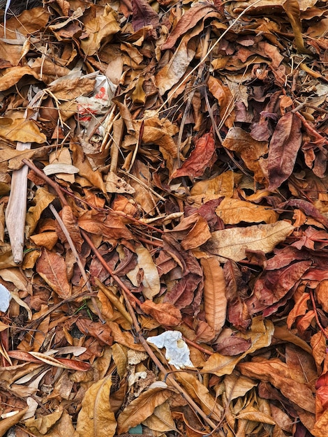 Fotografia di sfondo di foglie marroni secche