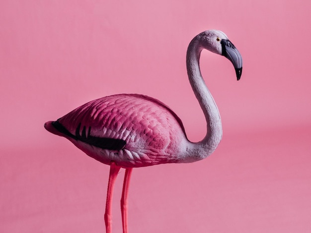 Fotografia di sfondo e carta da parati di Flamingo