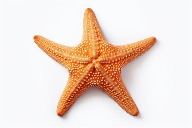 Fotografia di stelle marine isolate su uno sfondo bianco