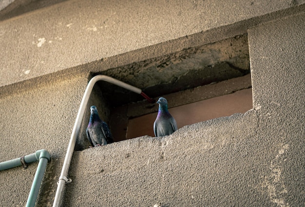 Fotografia di uccelli 2