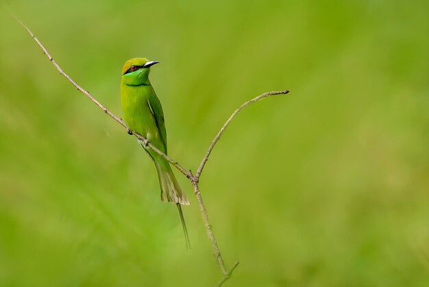 Fotografia di uccelli Fotografia di uccelli La più bella fotografia di uccelli Fotografia della natura