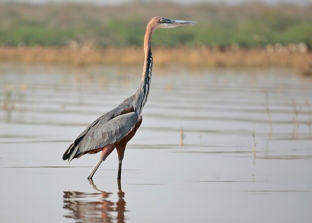 Fotografia di uccelli Fotografia di uccelli La più bella fotografia di uccelli Fotografia della natura