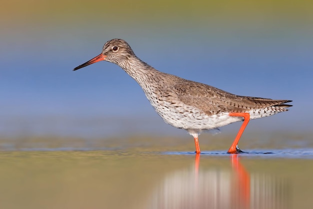 Fotografia di uccelli Fotografia di uccelli La più bella fotografia di uccelli Fotografia della natura