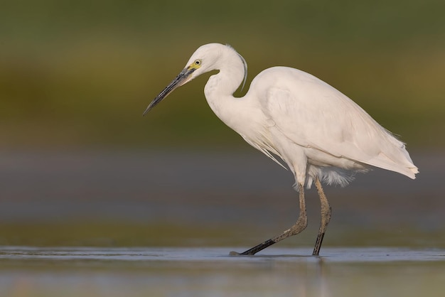 Fotografia di uccelli Fotografia di uccelli La più bella fotografia di uccelli Fotografia della natura