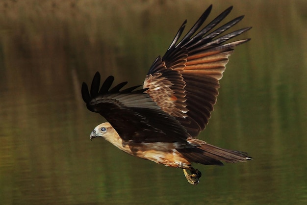 Fotografia di uccelli Fotografia di uccelli La più bella fotografia di uccelli Fotografia della natura