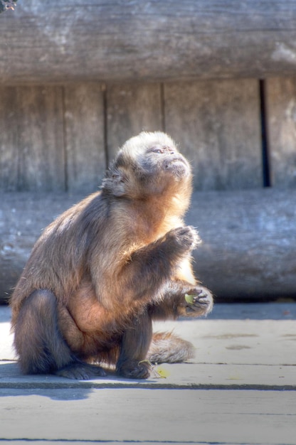 fotografia di un animale