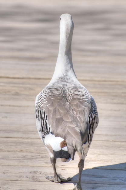 fotografia di un animale