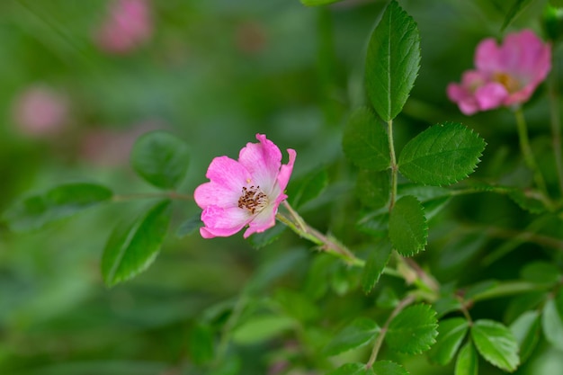 fotografia di un cespuglio di rose in fiore