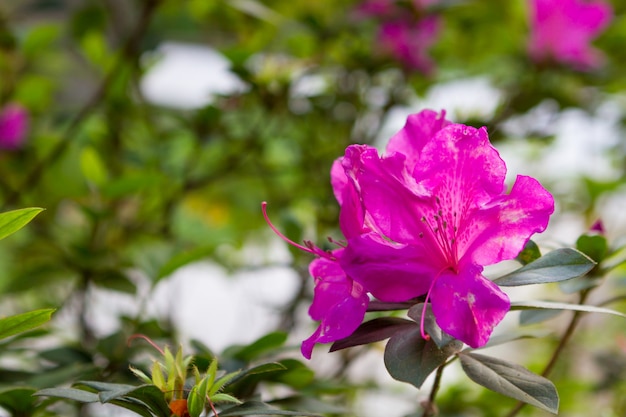 Fotografia di un fiore rosa chiamato Azalia