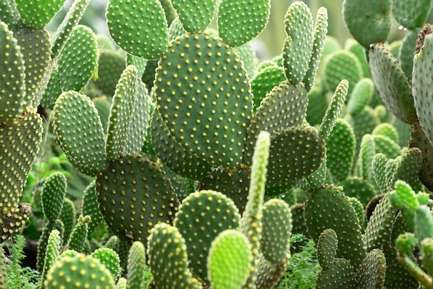 Fotografia di un giardino di cactus.