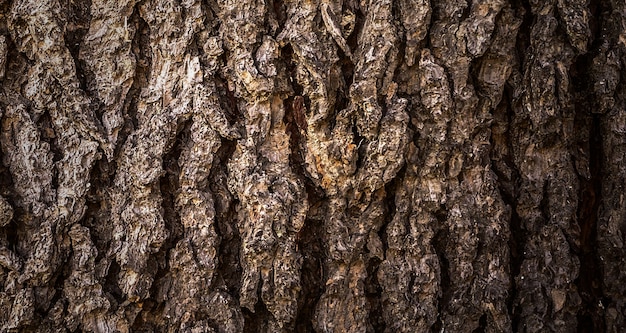 fotografia di una bella superficie in legno