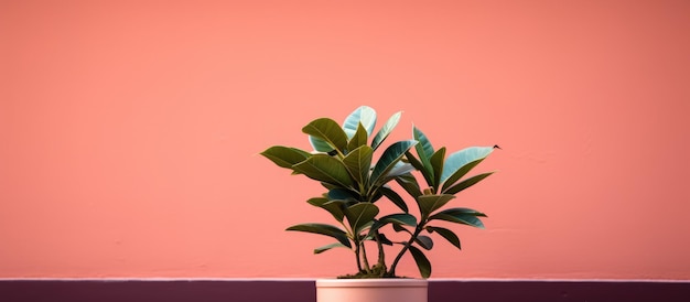 Fotografia di una pianta in vaso