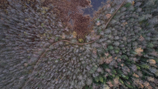 Fotografia DJI, boschi naturali, alberi di pino, sentiero in autunno, palude, vista degli uccelli, Lettonia Drone Art