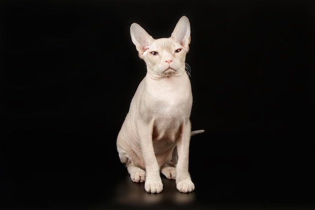 Fotografia in studio del gatto don sphynx su sfondi colorati