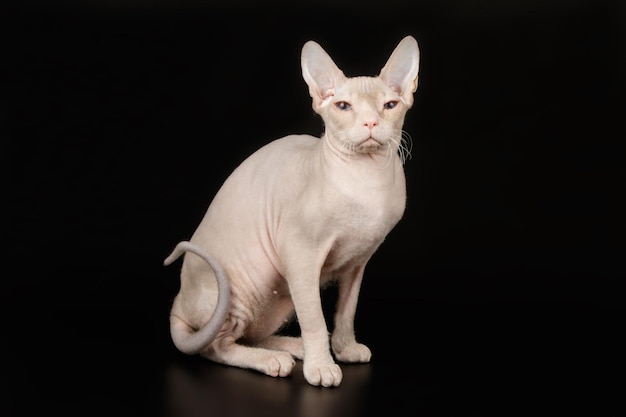 Fotografia in studio del gatto don sphynx su sfondi colorati