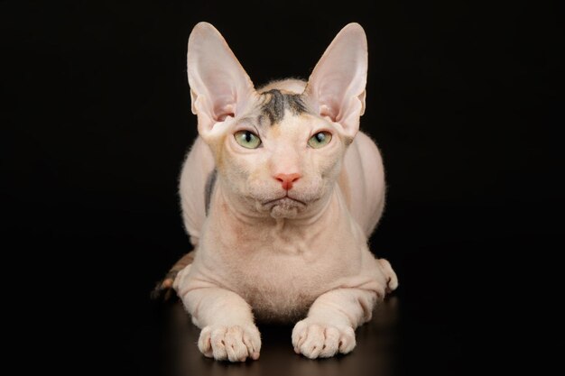 Fotografia in studio del gatto don sphynx su sfondi colorati