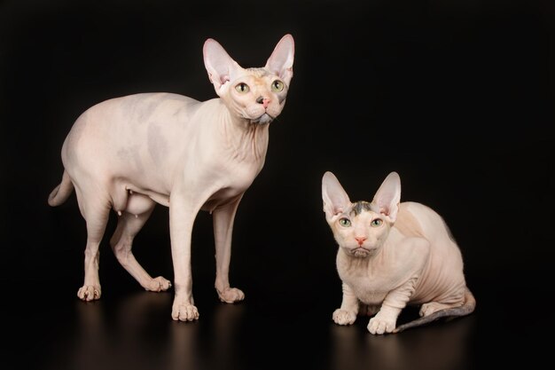 Fotografia in studio del gatto don sphynx su sfondi colorati