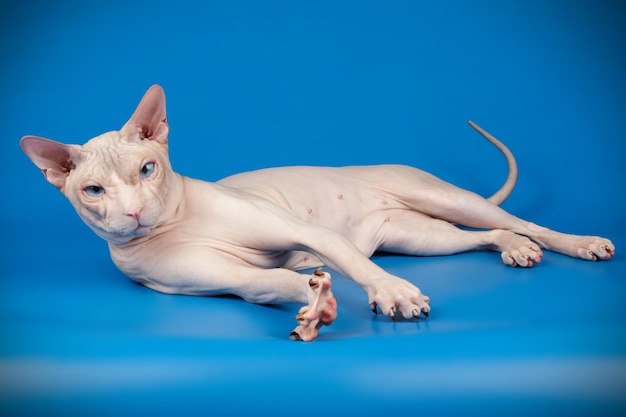 Fotografia in studio del gatto don sphynx su sfondi colorati