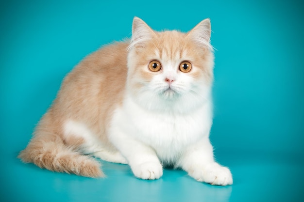 Fotografia in studio del gatto dritto dell'altopiano su sfondi colorati