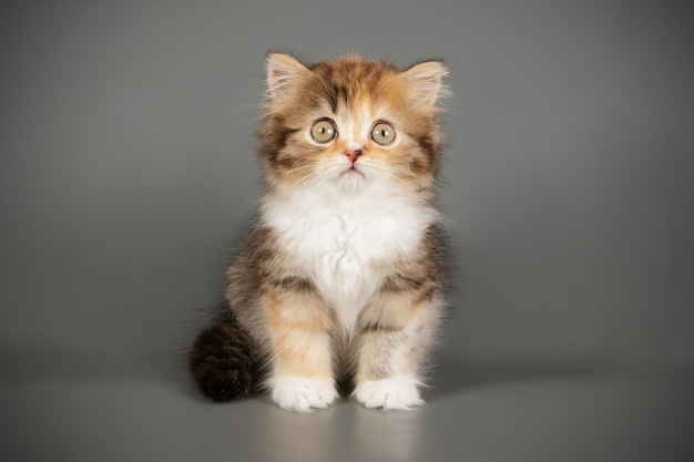 Fotografia in studio del gatto dritto dell'altopiano su sfondi colorati